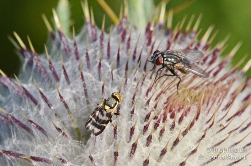 Fliegenmeeting auf einer Distel - HR, Istrien, Vela Učka, 20.07.2015