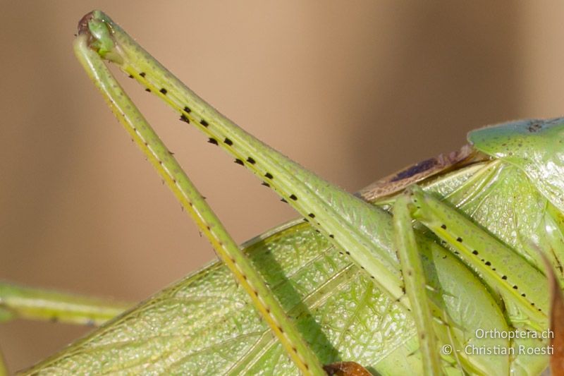 Schenkel-Unterseiten von Tettigonia caudata ♂. Sie tragen eine doppelte Reihe von grossen, schwarzen Dornen. Diese fehlen den anderen Tettigonia-Arten.