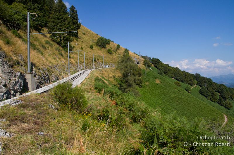 Adlerfarnflur - CH, TI, Mt. Generoso, 17.08.2013