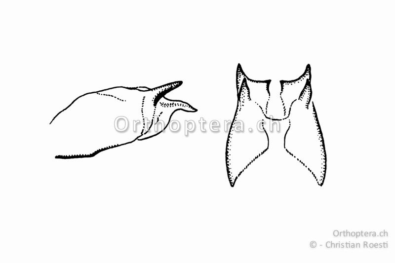 Genitalia von der Seite (links) und von oben (rechts) von Pteronemobius heydenii ♂.