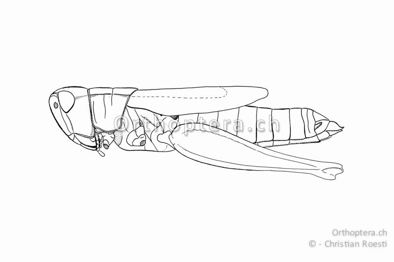 Pseudochorthippus montanus ♀. Die Vorderflügel erreichen hier das Ende des 6. Rückensegmentes.