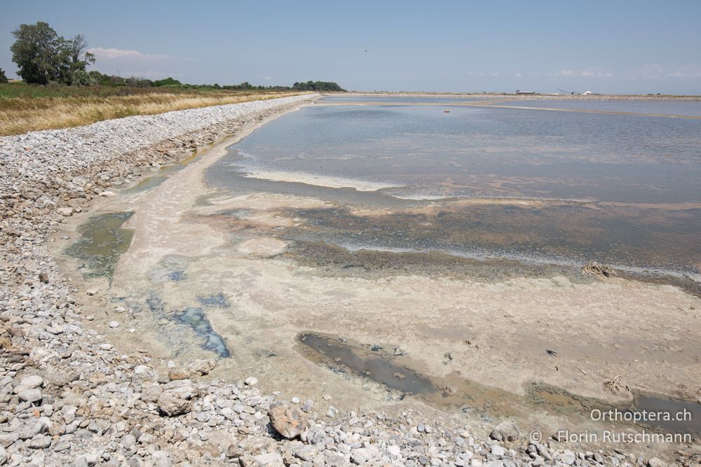 Stinkende Salzsaline - GR, Zentralmakedonien, Methoni, 20.06.2015