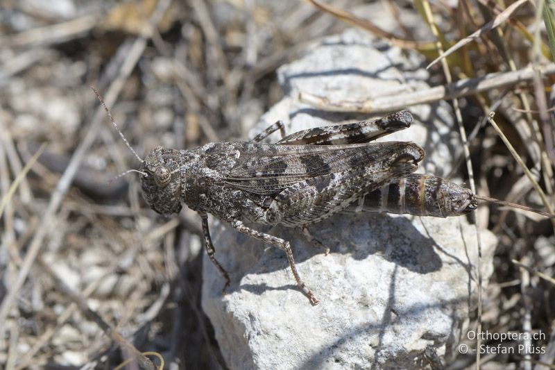 Pferdeschrecke (Celes variabilis) ♀ - GR, Zentralmakedonien, Paleokastro, 07.07.2017