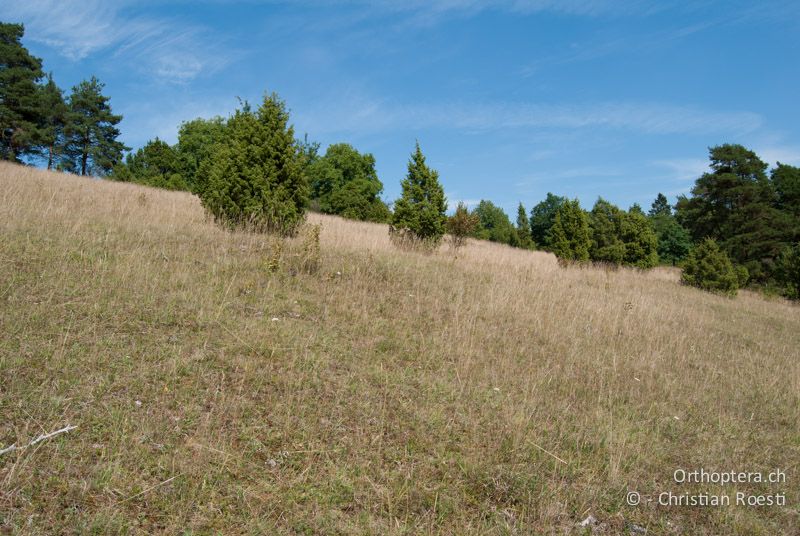 Wacholderheide - DE, Bayern, Gungolding 06.08.2008