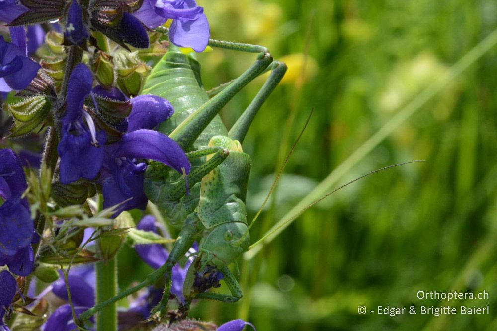 Ein ♂ der Wanstschrecke (Polysarcus denticauda) lässt es sich schmecken, bei der Farbe! - HR, Istrien, Račja Vas 25.06.2016