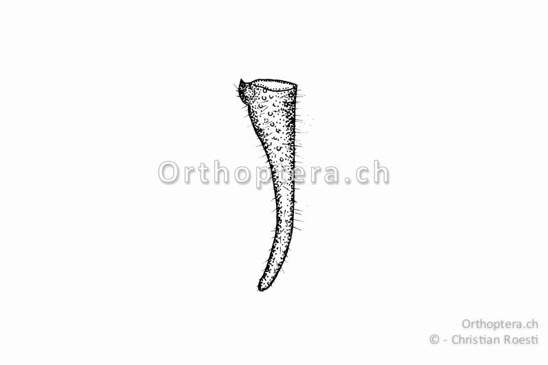 Rechter Cercus von Eupholidoptera chabrieri ♂. Der Innenzahn befindet sich unmittelbar an der Basis und ist am lebendigen Tier oft durch das 10. Tergum verdeckt.