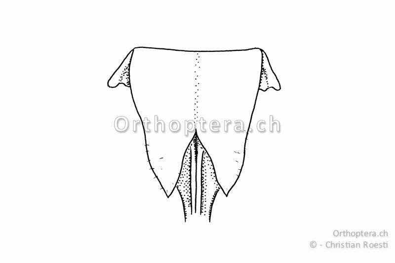Subgenitalplatte von Roeseliana roeselii ♀. Die beiden Seitenlappen der tief ausgeschnittenen Subgenitalplatte laufen spitz aus.