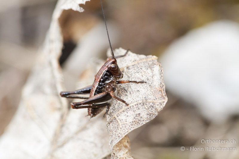 1. Larvenstadium von Pholidoptera aptera - CH, SH, Siblinger Randen, 05.04.2012