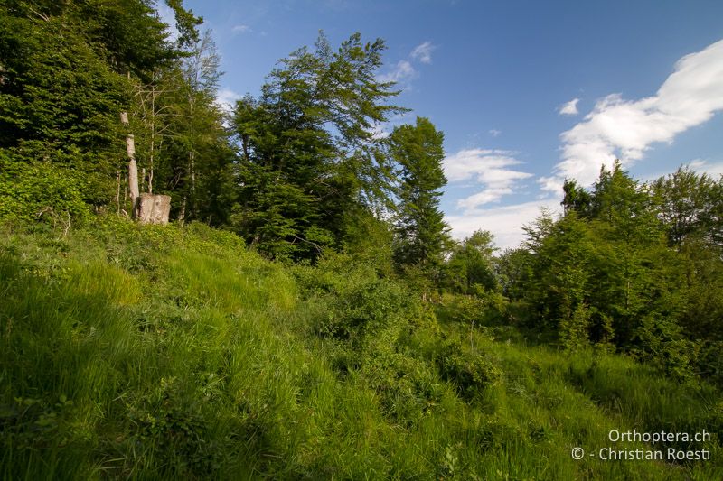 Waldlichtung im Učka-Gebirge - HR, Primorje-Gorski, Mala Učka, 01.06.2014