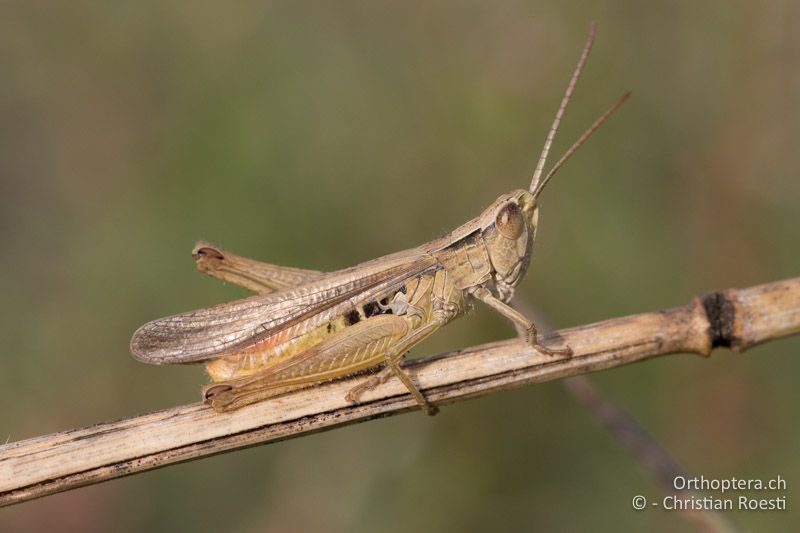 Chorthippus dichrous ♂ - HU, Bács-Kiskun, Fülöpháza, 08.07.2017