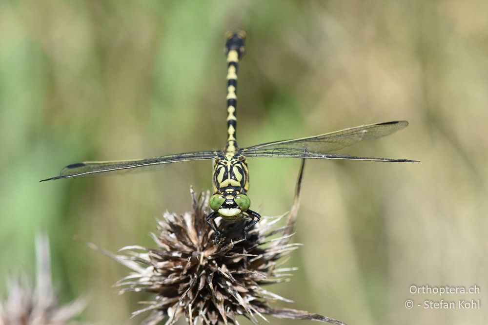 Kleine Zangenlibelle (Onychogomphus forcipatus forcipatus) ♂ - BG, Sofia, Gorna Malina, 11.07.2018
