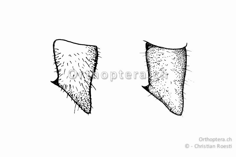 Rechter Cercus von zwei verschiedenen ♂♂ von Ephippiger persicarius. Der Innenzahn ist ungefähr in der Mitte und der Cercus ist kegelförmig.