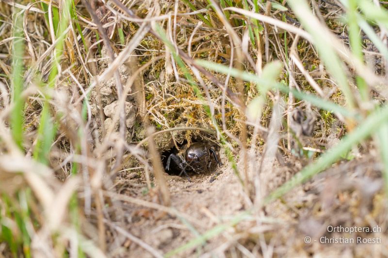 Mikrohabitat und Larve von Gryllus campestris - CH, BE, Bremgarten bei Bern, Hoger, 25.06.2013