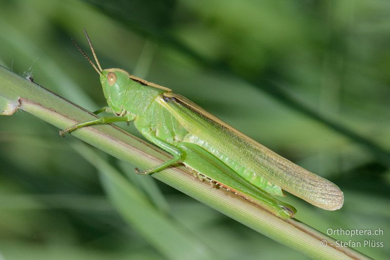 Dreifarbschrecke (Paracinema tricolor bisignata) ♀ - FR, Camarque, 09.07.2014