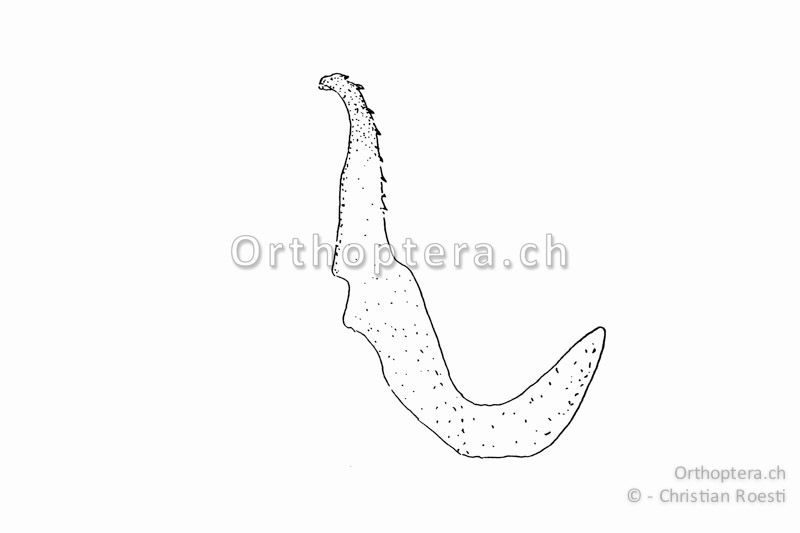 Rechter Titillator von Roeseliana azami minor. Gegen die Spitze sind im ganzen letzten Drittel Zähnchen vorhanden und nicht nur an der Spitze wie bei Roeseliana roeselii.