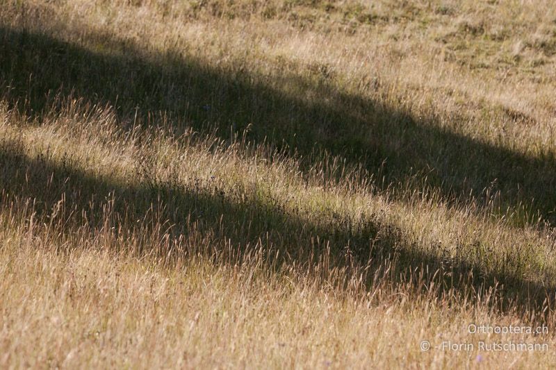 Dichte Vegetation in einer Feuchtwiese - CH, BE, Jaunpass, 08.09.2012