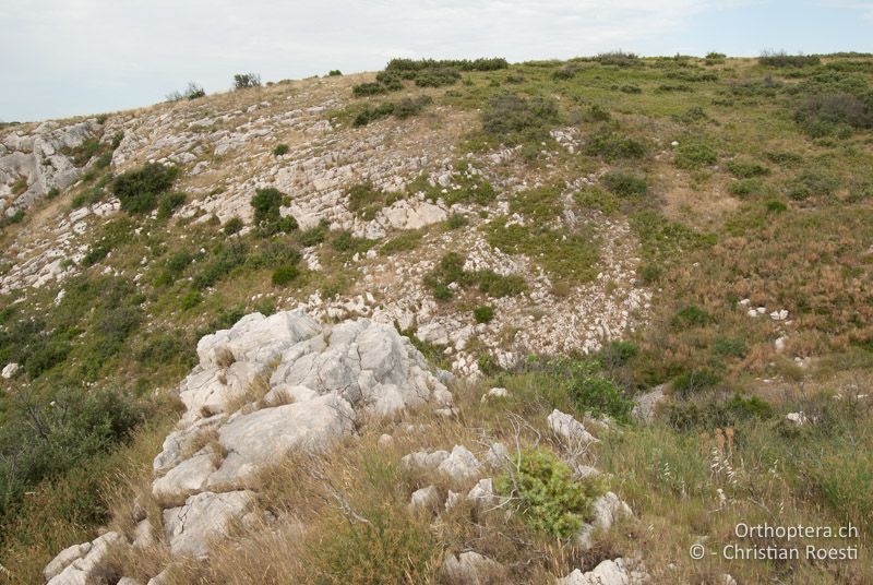 Offene, felsige Stelle in der sonst fast undurchdringlichen Garrigue - FR, Bouches-du-Rhône, Coudoux, 17.06.2009