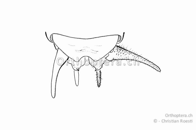 Hinterleibsende von Eupholidoptera chabrieri ♂. Die Cerci sind nahe der Basis gezähnt. Die Subgenitalplatte trägt an der Basis der Styli einen kleinen Dornen.