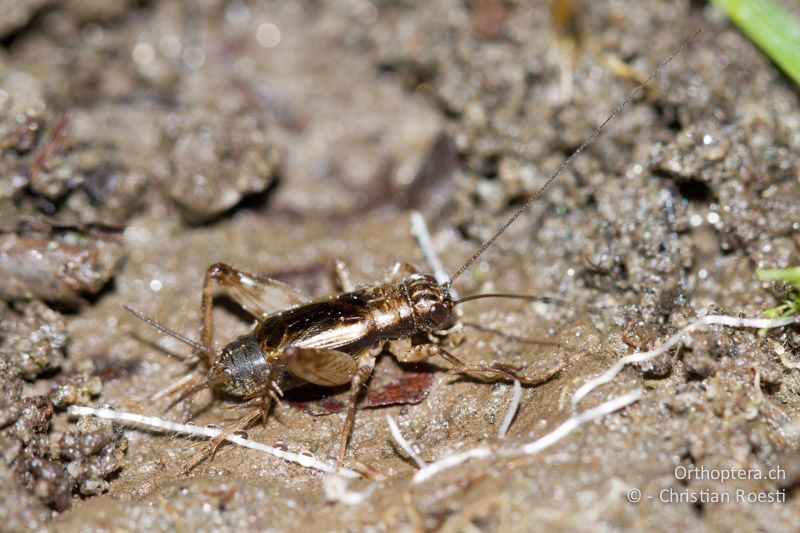 Pteronemobius lineolatus ♂ - CH, TI, Giumaglio, 14.09.2012
