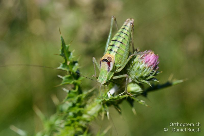Poecilimon orbelicus ♂ - GR, Zentralmakedonien, Mt. Vrondous, Skistation, 09.07.2017