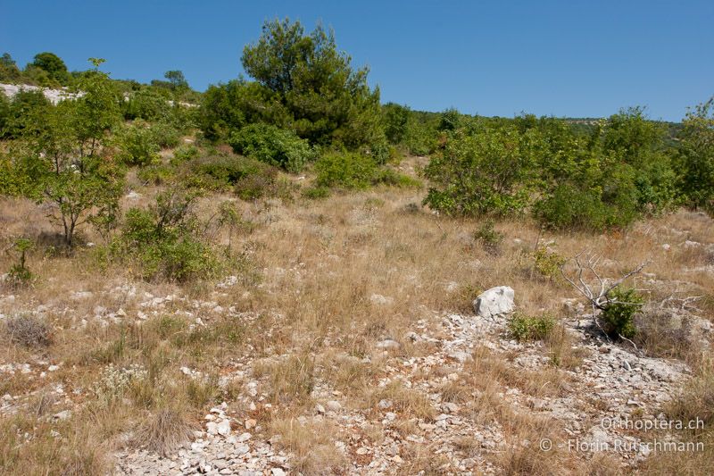 Verbuschte Kalksteppe - HR, Istrien, Brovinje, 20.07.2010