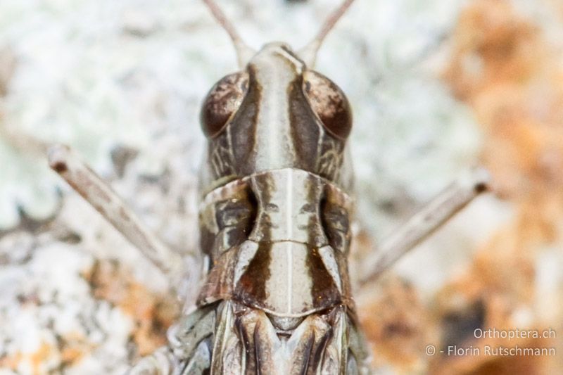 Halsschild von Myrmeleotettix maculatus ♂. Hier sind die Halsschild-Seitenkiele weniger stark geknickt - GR, Ostmakedonien, Rhodopen, 25.07.2013