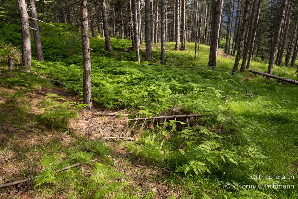 Föhrenwald mit Adlerfarn - GR, Mittelgriechenland, Mt. Parnassos, 10.06.2015