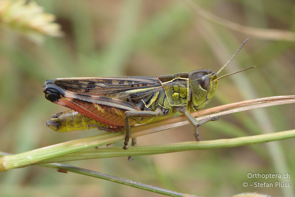 ♂ von Arcyptera microptera - HR, Istrien, Bokordići, 19.06.2016