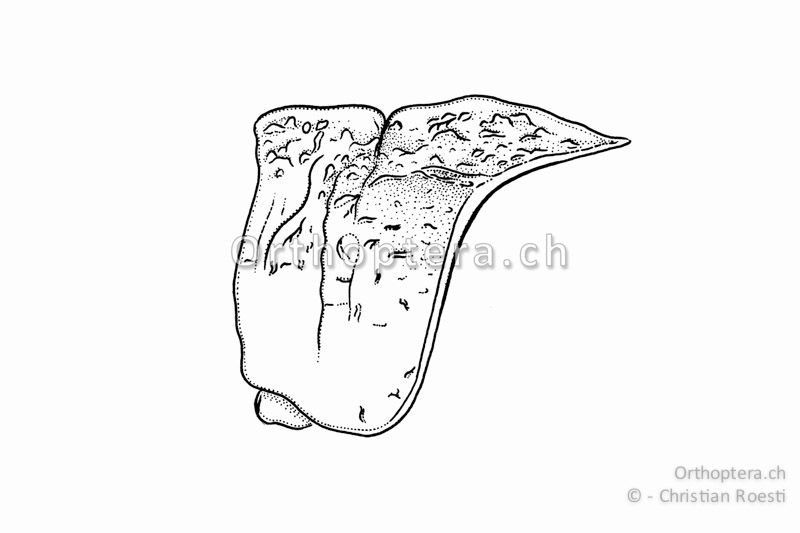 Halsschild von Oedipoda caerulescens. Der Mittelkiel ist erhaben und vor der Mitte durch eine Quernaht getrennt.