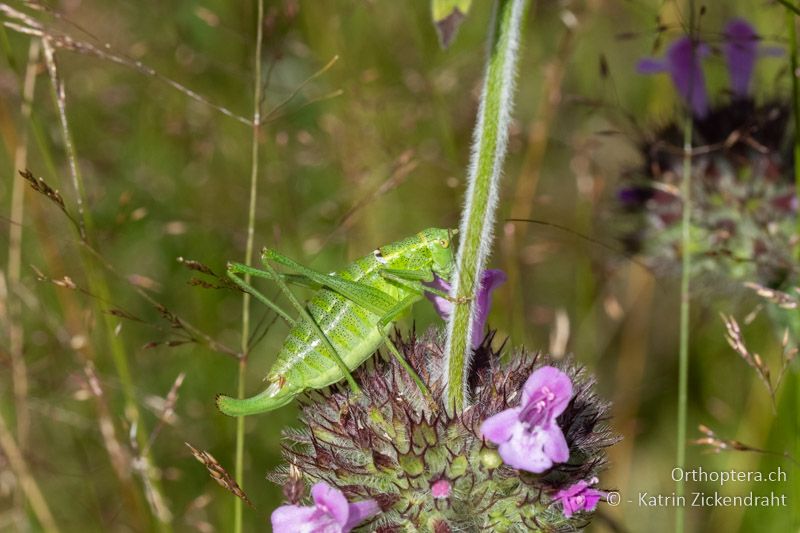 Poecilimon thoracicus ♀ - BG, Blagoevgrad, Waldlichtung vor Raslog bei Bansko, 14.07.2018