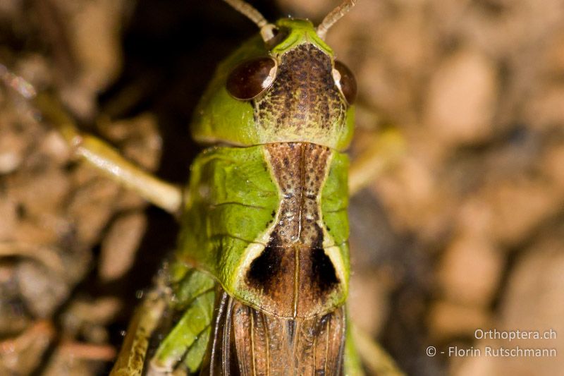 Die Halsschild-Seitenkiele sind beim ♀ stark einwärts gebogen. Die Naht (Sulcus) liegt deutlich hinter der Mitte - AT, Vorarlberg, Grosses Walsertal, 02.08.2008