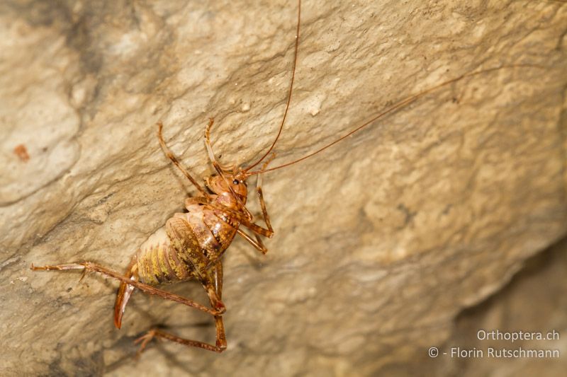 Troglophilus neglectus ♀ - CH, SG, Wartau, 10.09.2013