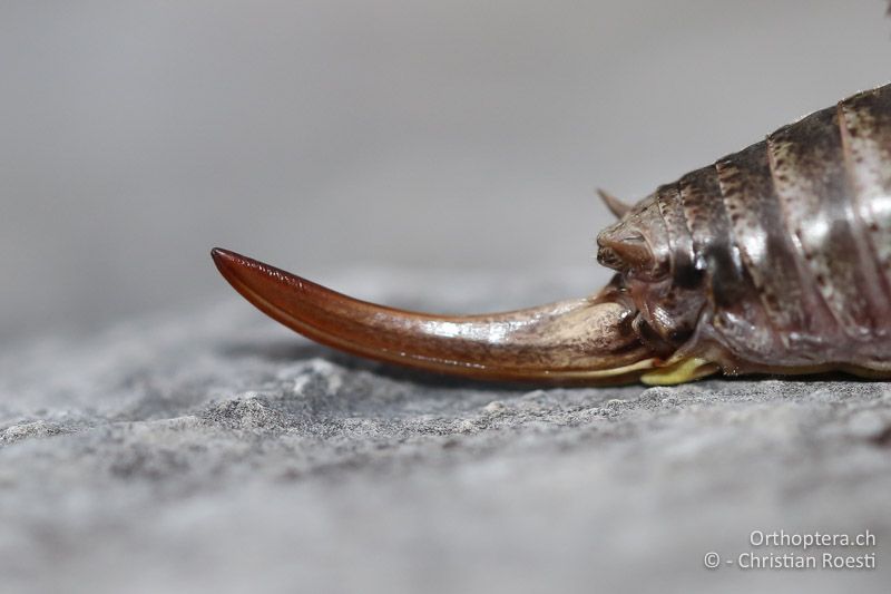 Hinterleibsende von Antaxius difformis ♀ - AT, Kärnten, Bad Vellach, beim südlichsten Punkt Österreichs, 17.09.2016