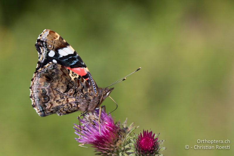 Admiral (Vanessa atalanta) - GR, Zentralmakedonien, Mt. Vrondous, 09.07.2017