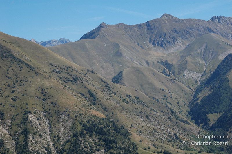 Kurzrasige Bergwiesen und Heiden. Psophus stridulus ist hier allgegenwärtig - FR, Isère, Corps, 05.09.2007