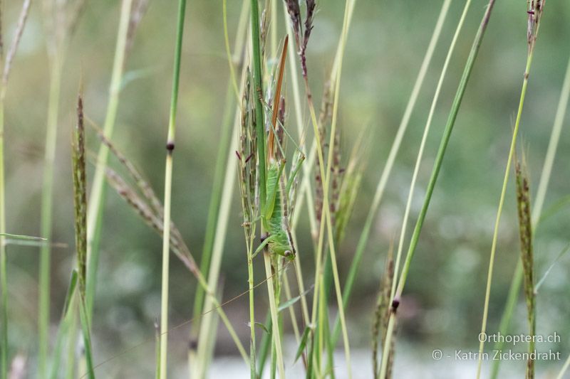 Conocephalus hastatus ♀ - BG, Chaskowo, Matochina, 09.07.2018