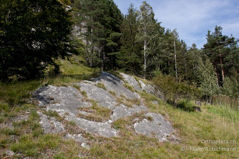 Südexponierter Hang mit dichter Krautschicht und offenen Felspartien - CH, GR, Calanda, 11.09.2011
