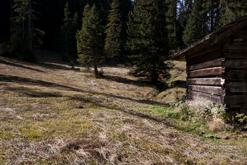 Frisch gemähte Feuchtwiese in einer Waldlichtung - AT, Vorarlberg, Grosses Walsertal, 05.10.2012