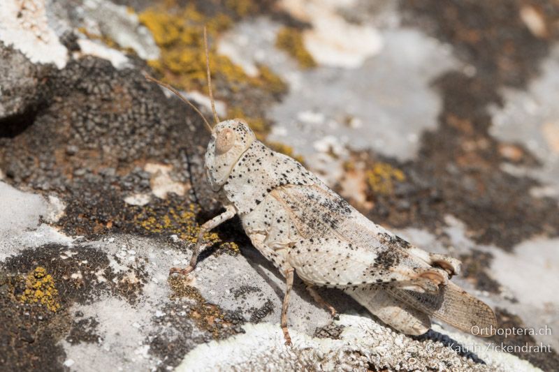Oedipoda germanica ♀ - GR, Zentralmakedonien, Alistrati, 05.07.2017