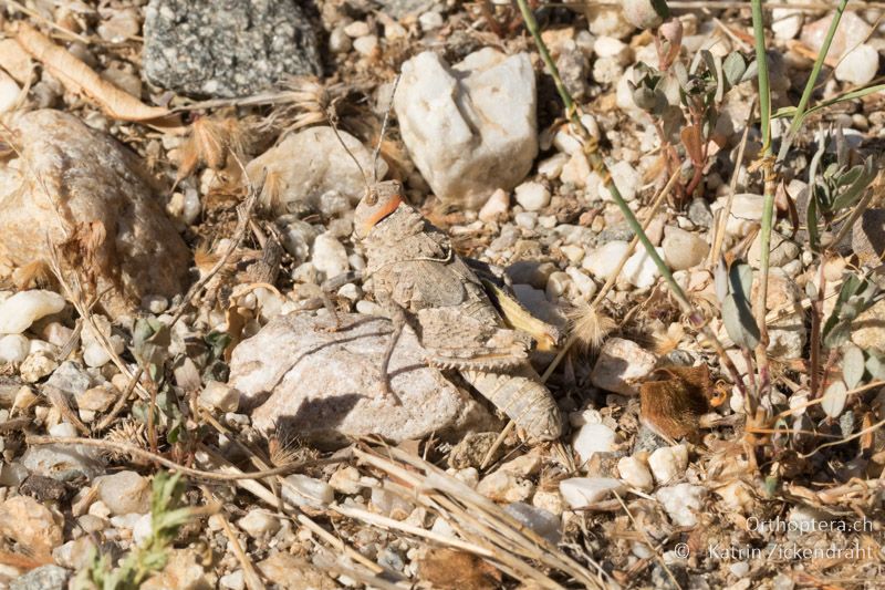 Glyphotmethis heldreichi ♀ - GR, Zentralmakedonien, Efkarpia, 05.07.2017