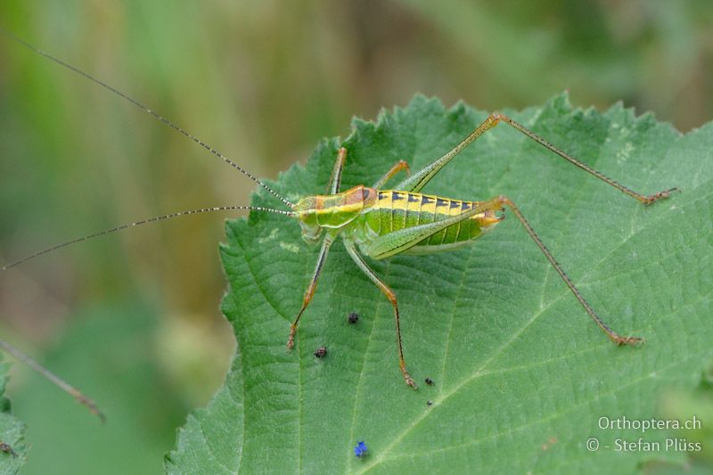 ♀ von Poecilimon jonicus jonicus - GR, Westmakedonien, Mt. Varnous, 11.07.2013