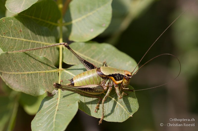 Männchen von Eupholidoptera megastyla - Methoni, 18.07.2012