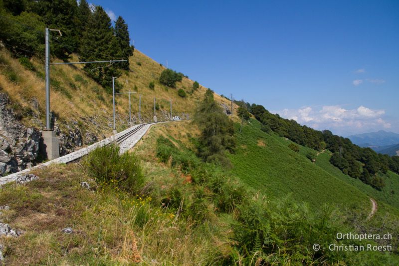 Randbereich der Mt. Generoso-Bahn und einer ausgedehnten Adlerfarnflur - CH, TI, Mt. Generoso, 17.08.2013