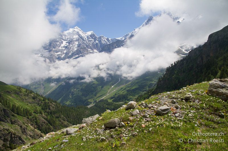 Steinige Silberwurzteppiche auf rund 1800 m ü.M. - CH, BE, Stechelberg, 22.06.2013