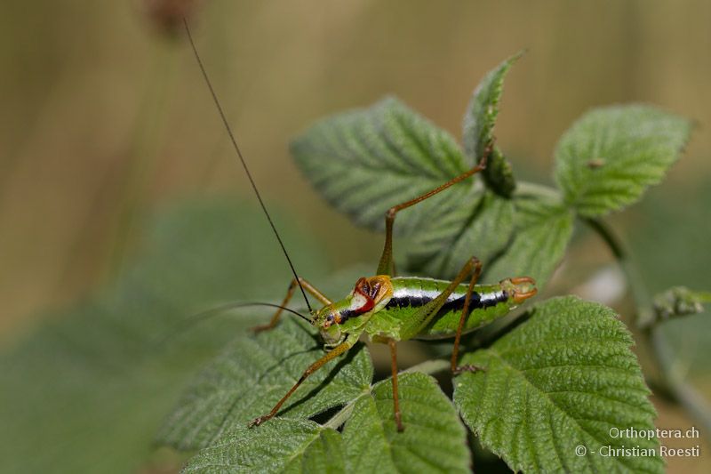 Männchen von Poecilimon gracilis - Drosopigi, 14.07.2012