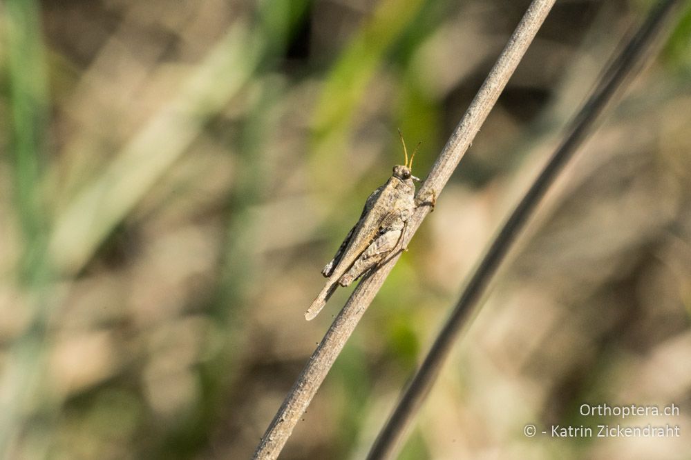Tetrix ceperoi - HR, Istrien, Cerovlje, 24.06.2016