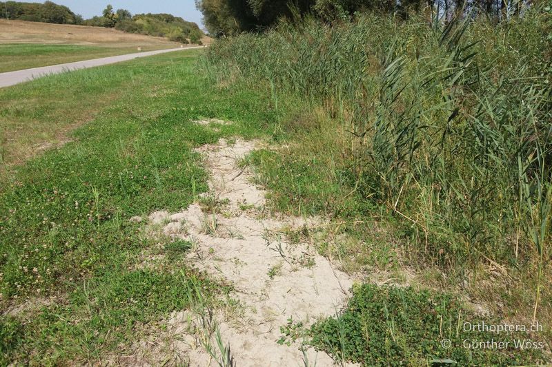 Am Rand des Schilfgürtels sind ausreichend offene Stellen mit sandigem Substrat vorhanden - AT, Wien, Donauinsel, 31.08.2017