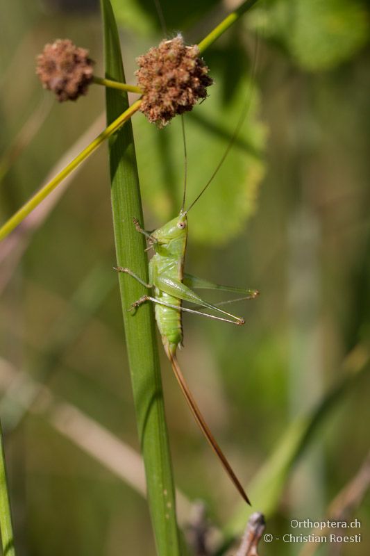 Weibchen von Conocephalus kisi - Kalampaka, 17.07.2012