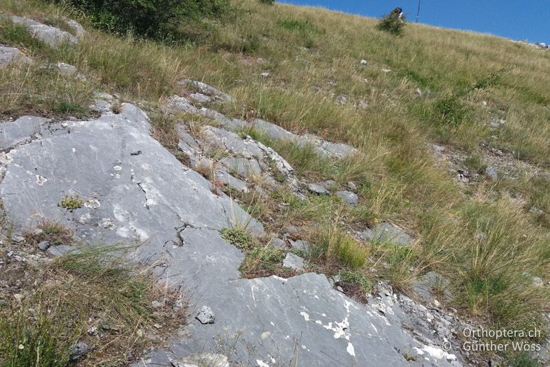 Typischer Lebensraum mit viel rohem Fels - AT, Burgenland, Spitzerberg, 10.07.2016