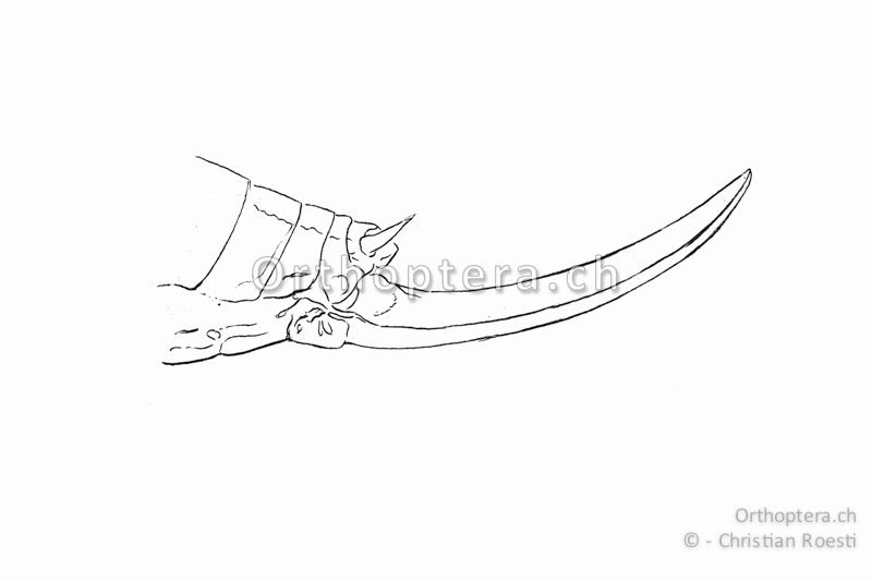 Hinterleibsende von Montana montana ♀ von der Seite. Die Legeröhre ist schwach nach oben gebogen.